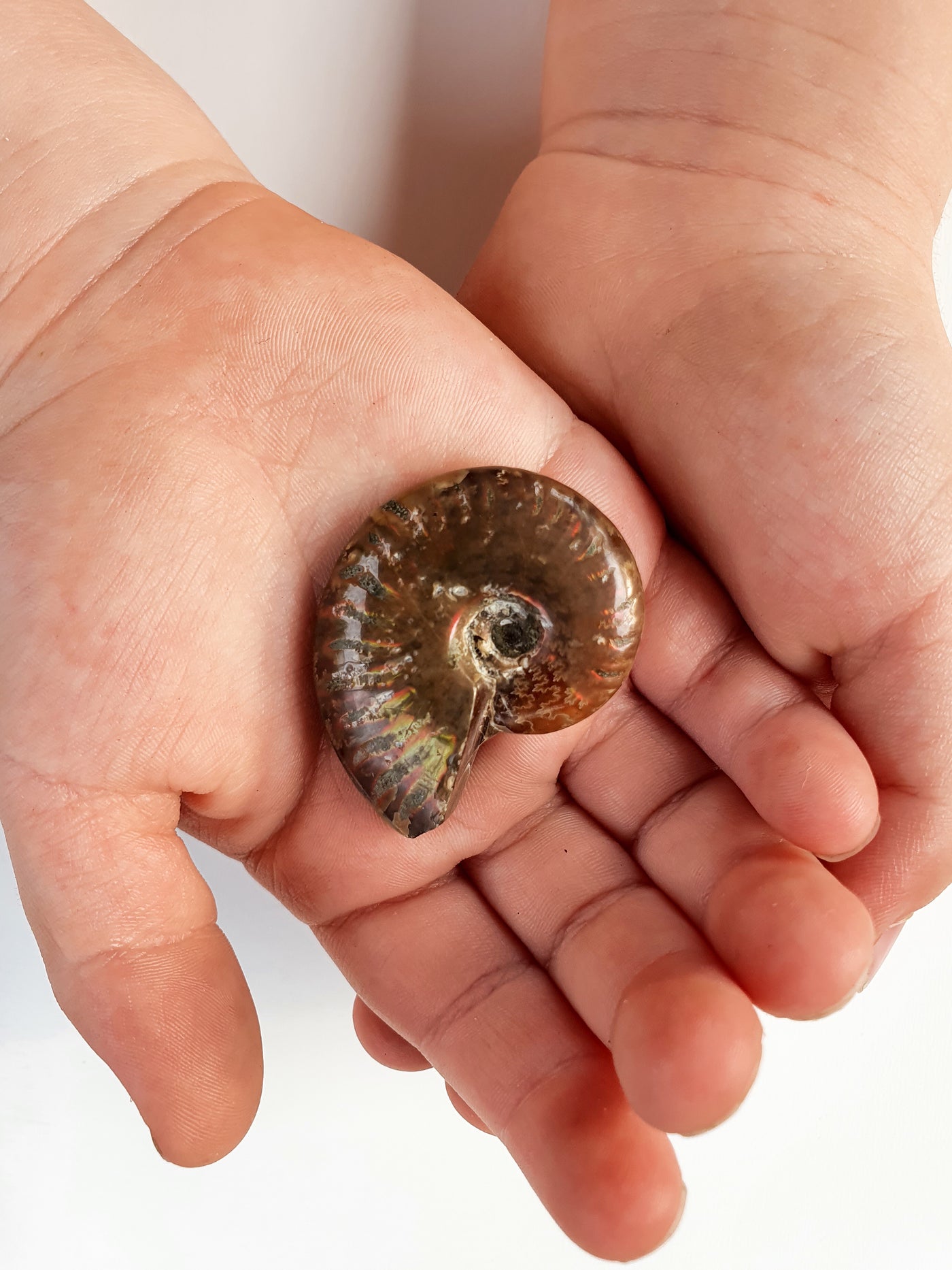 Fossils - Clymenia Ammonite