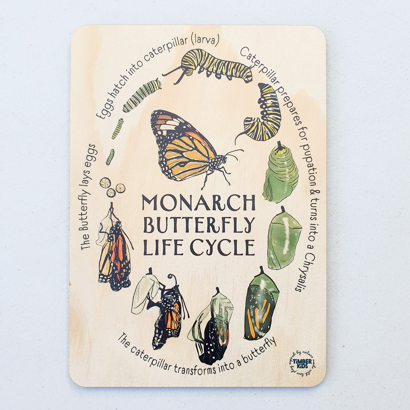 Monarch Butterfly Lifecycle Jumbo Timber Tile